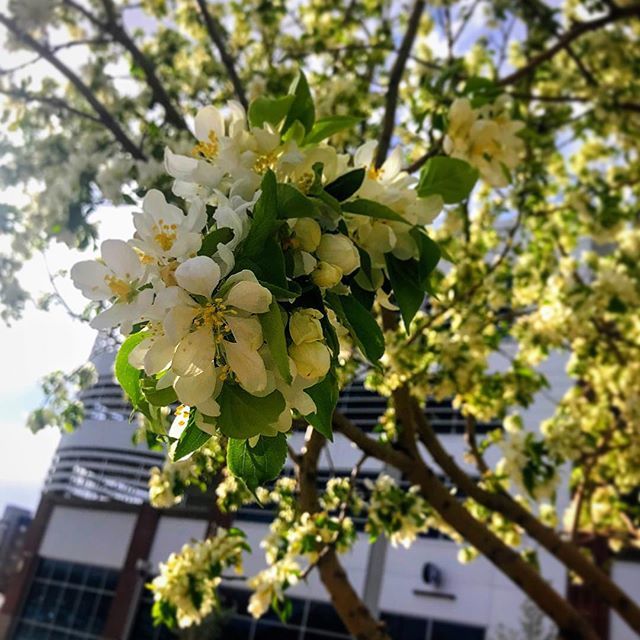 oakstream's tweet photo. In Bloom... #cuinthecity #spring #morningcommute #denver #flowers #nicebuds #milehigh #colorado https://t.co/RIHZ2soLCB https://t.co/j2o4Im7m6y