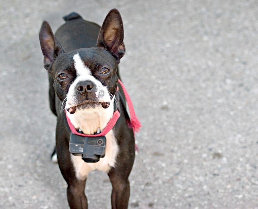 What Damage Can Shock Collars To Do Dogs What Damage Can Shock Collars To Do Dogs