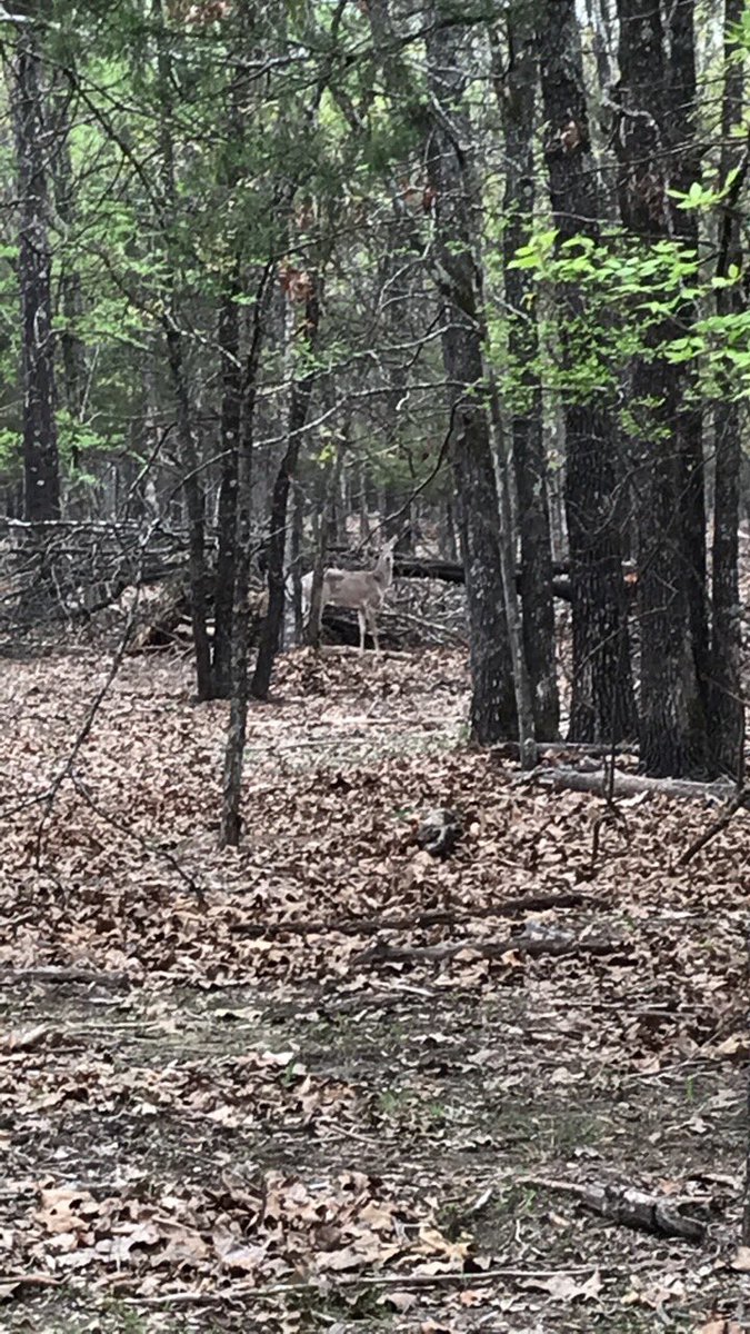 Nexttripwhite's tweet photo. Happy Monday friends of Next Trip Whitetails. We hope you had a great weekend we did. Spring is in the air even though it is cool here. https://t.co/LxypIR5RUy