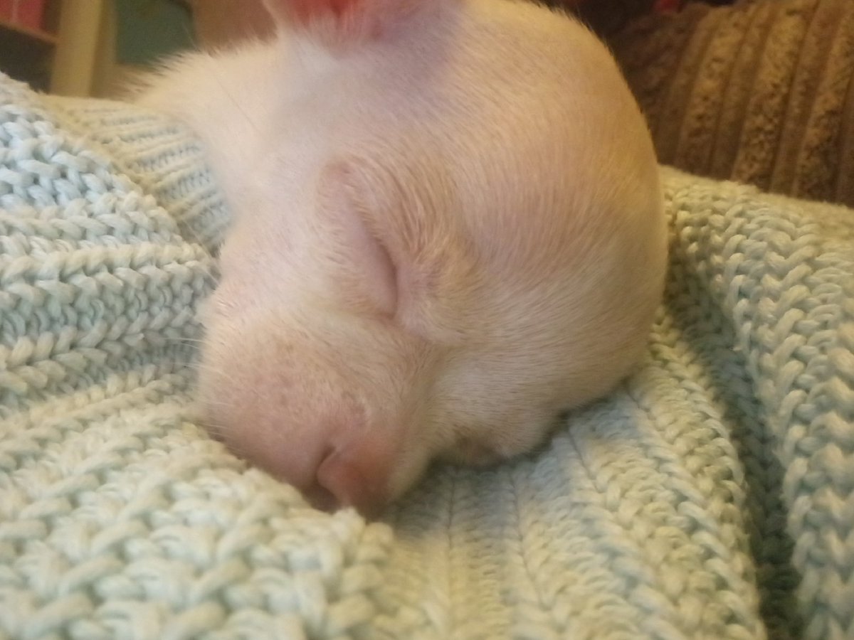 LoulaBellathfc's tweet photo. #Valerie'sworld #sleepy #puppylove #chihuahua #amynlousdiary #dogthearapy @amyjademermaid #legend https://t.co/l1GipxBvYP