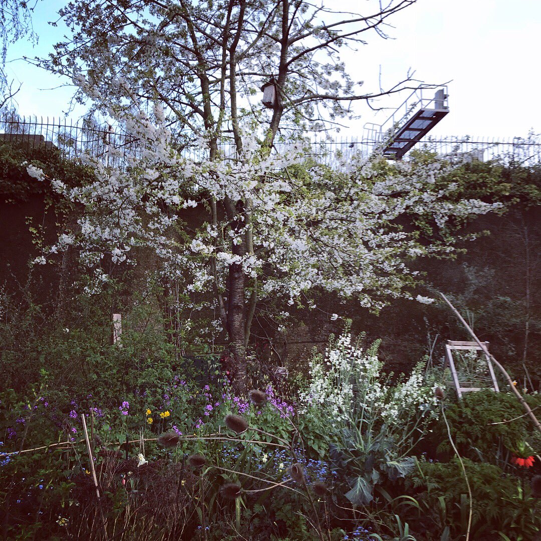 issybryonyh's tweet photo. Cycle past this community Garden every day. Decided to stop on the way home and enjoy it. https://t.co/TYn35Wn6pd
