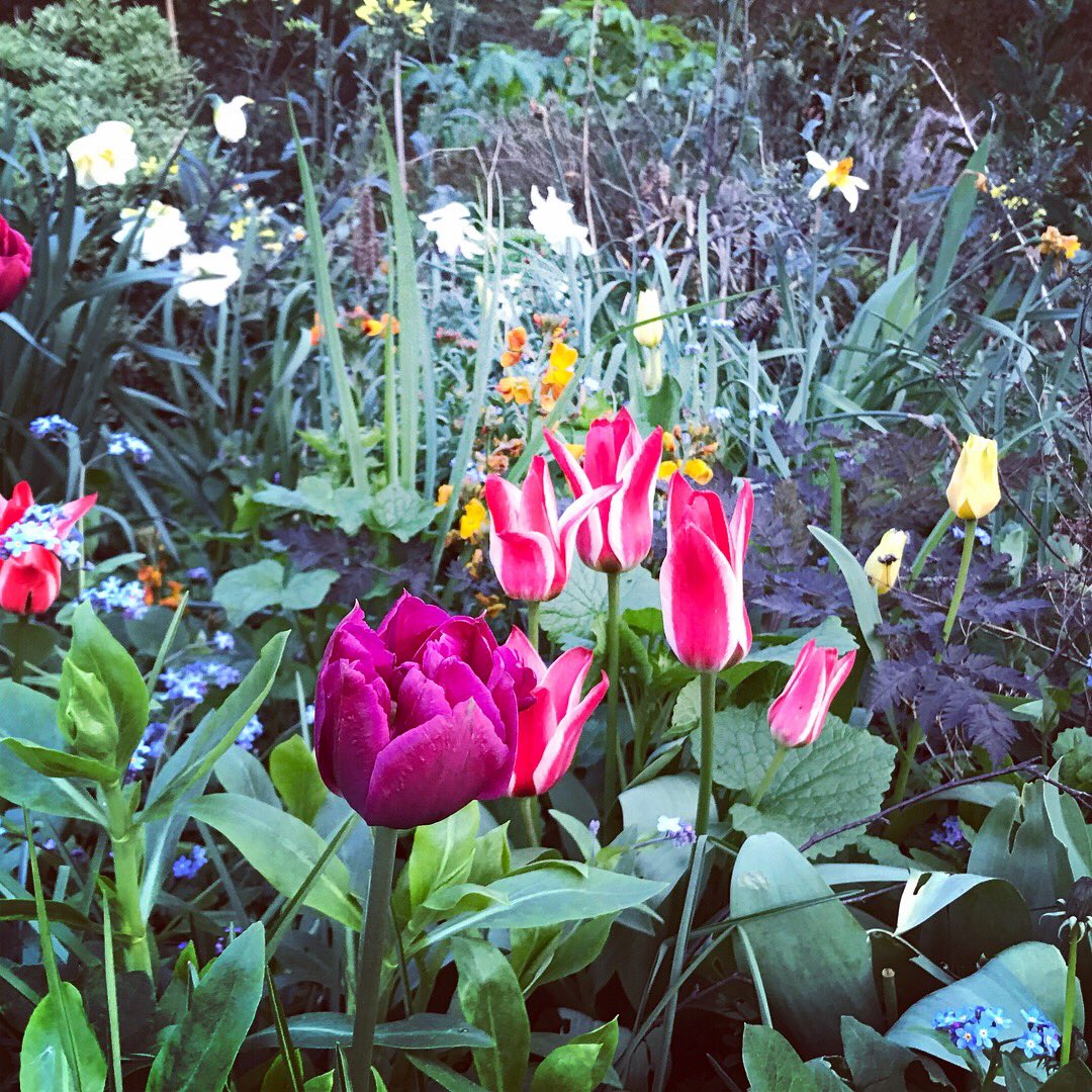 issybryonyh's tweet photo. Cycle past this community Garden every day. Decided to stop on the way home and enjoy it. https://t.co/TYn35Wn6pd