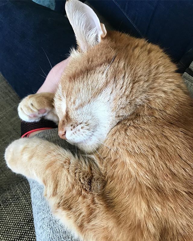 Paris__cats's tweet photo. Yes we’re still alive! Mum hasn’t been a very good secretary. Apparently a dogs instagram is more important than ours. Fortunately she still feeds us and cuddles us and makes us cat shelves and lots of other awesome things. And as you can see I’m still happy as a baby on mum… https://t.co/YYklJCXcAW