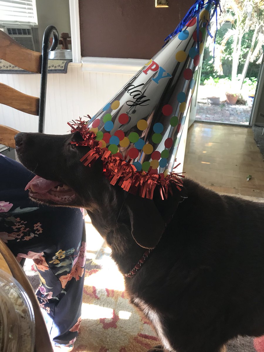 sydneywhiteee's tweet photo. Y’all it’s Chewy’s 10th birthday🎉🎉❤️ https://t.co/YrjBqcagwT