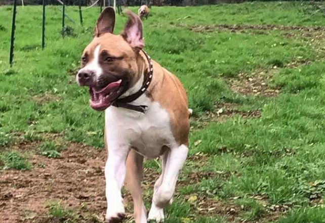 Dog rescue's plea for puppy's surgery dlvr.it/QPlnBg