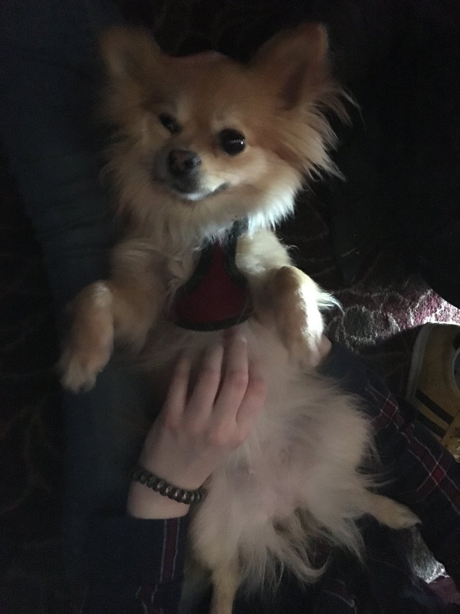 AdamBellamyact's tweet photo. Lucky enough to have this little guy join us at the theatre today! #dogonset #MondayMotivation https://t.co/KuSQF24tKM