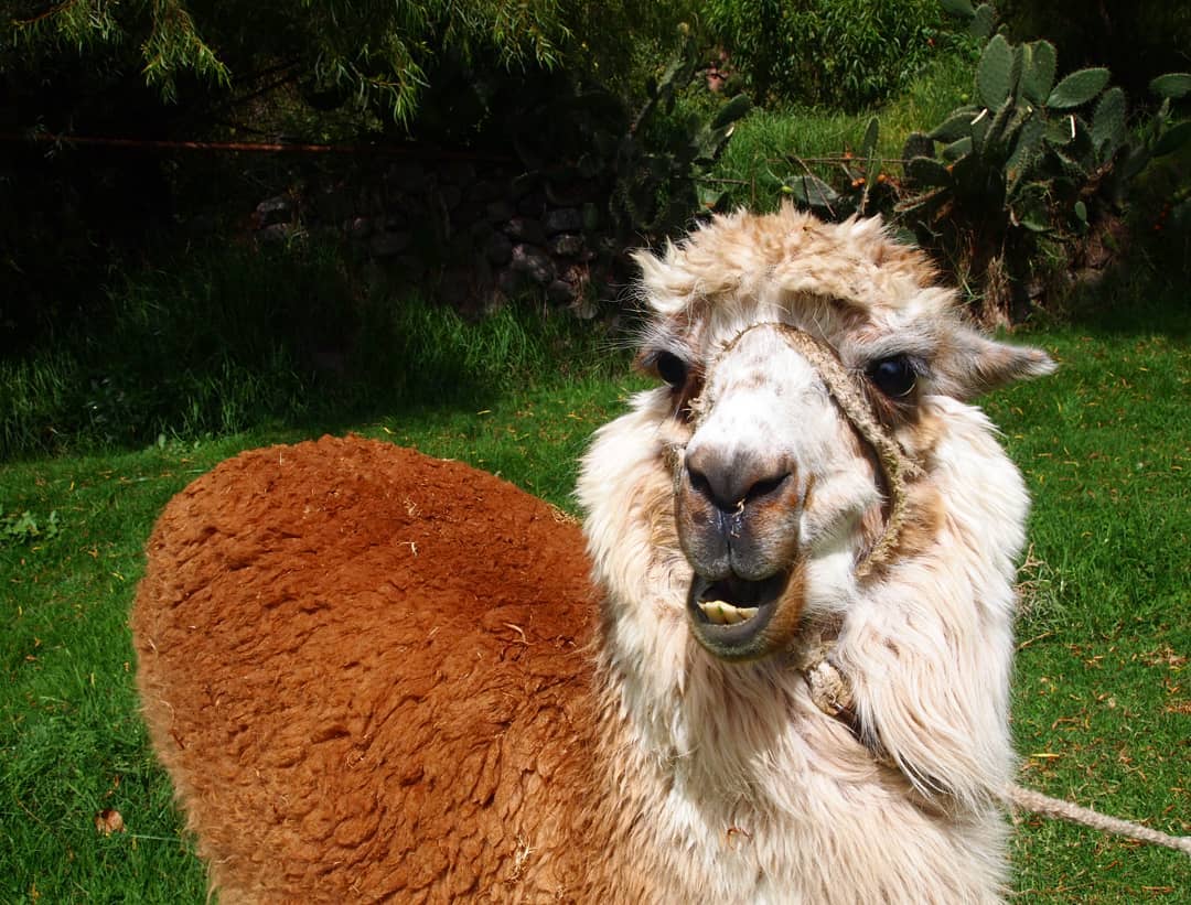 SrtaZee's tweet photo. This alpaca got offended when I told him he needed a tissue. https://t.co/rrzug10OrQ