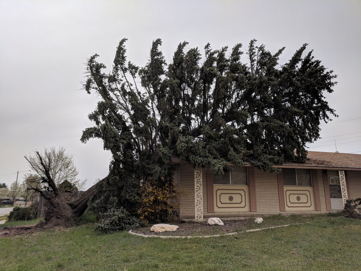 LaurenSnews's tweet image. Neighbors say this tree has been here since about the 60s. They were pretty shocked to see it had blown on to this Murray home @fox13 #utwx #utwind