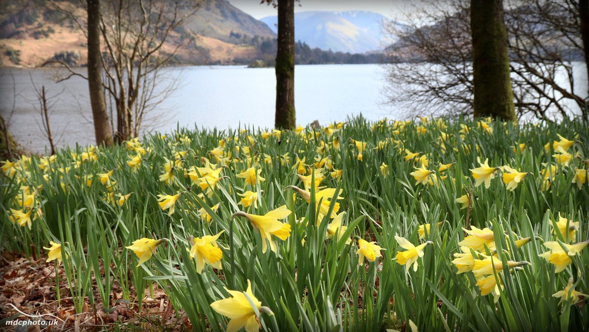 mdcphotouk's tweet photo. "Beside the lake, beneath the trees. Fluttering and dancing in the breeze". Wordsworth's wild daffodils on the Ullswater shore on Saturday. @TheUllswaterWay @Catstycam @PictureCumbria #LakeDistrict #NotJustLakes #golakes #mdcphotouk #WeAreTheLakes #Ullswater https://t.co/Uq23WgypYF