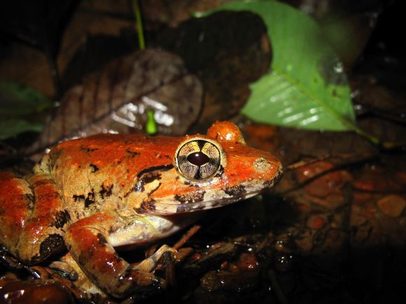 Gone_Froggin's tweet photo. The Frog of the Week is the Blyth's River Frog (Limnonectes blythii) from Asia. It is the largest frog in Asia as the female reach over 10 inches long. #FrogOTW
pc: Psumuseum
https://t.co/qR6dxhDPHZ https://t.co/d4M6cEZ8jp