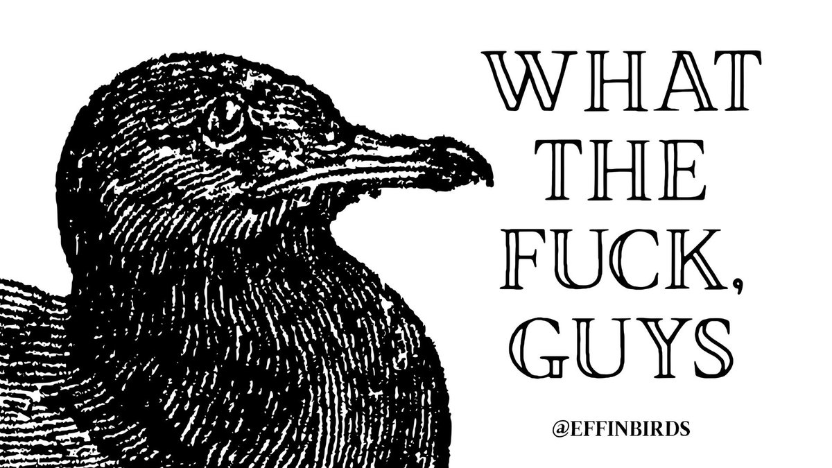 Effin' Birds (@effinbirds) on Twitter photo 