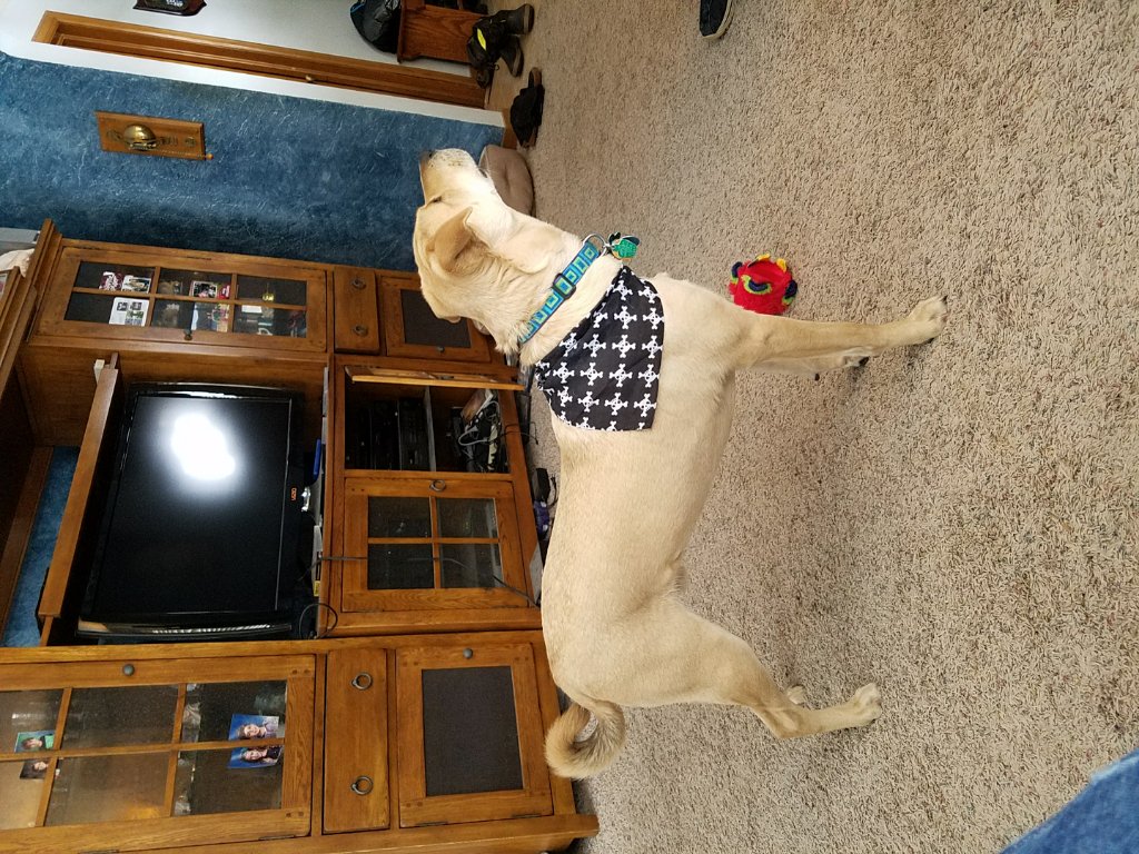 Downhillrush's tweet photo. @Barkbox Cory loves the pirate theme #barkboxday https://t.co/Fh2lcKYO11
