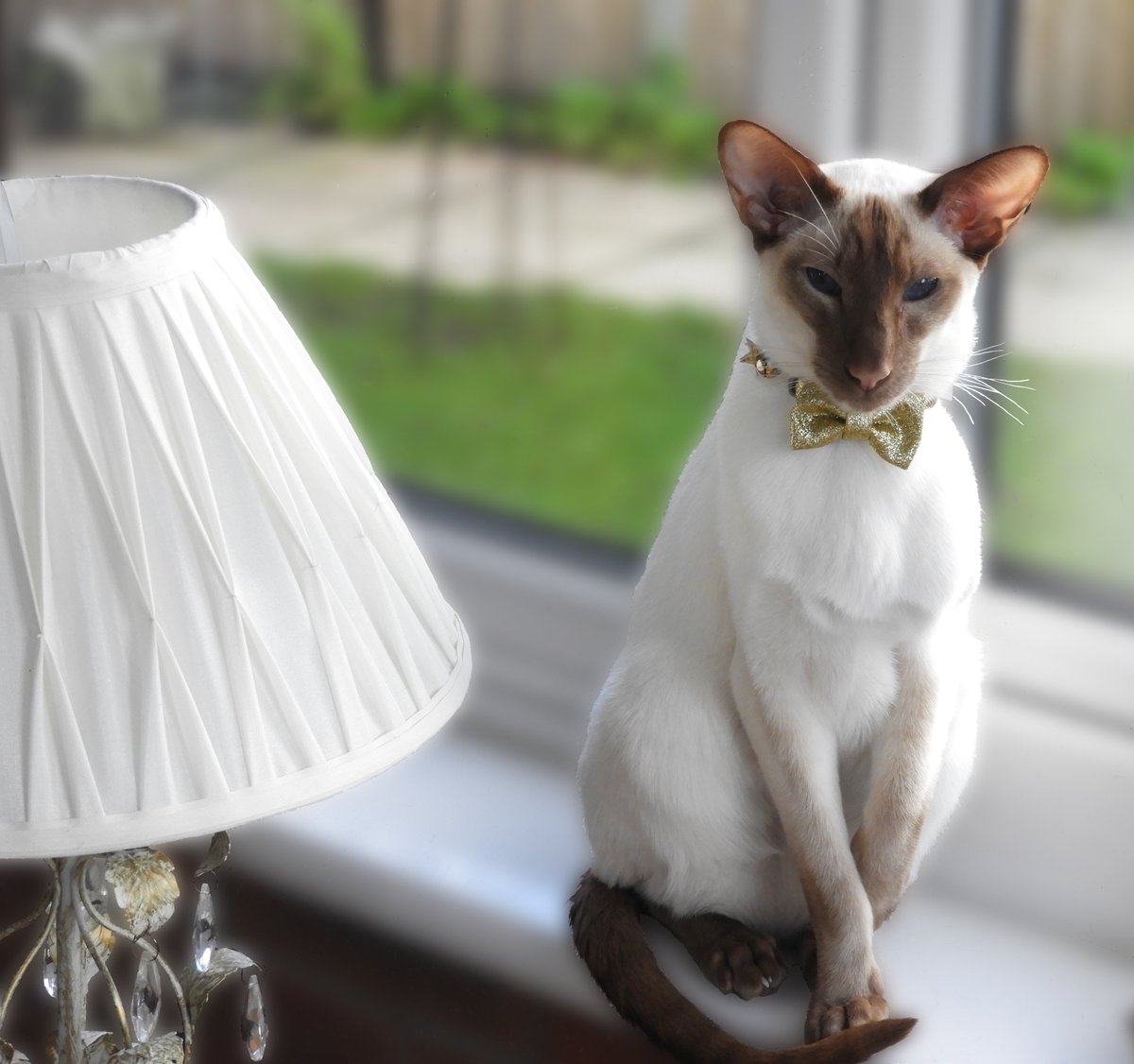 Diablo_Siamese's tweet photo. Love this photo #Photoshop #Blurthebackground #handsomedevil #catsoftwitter https://t.co/87e2sy2NHN