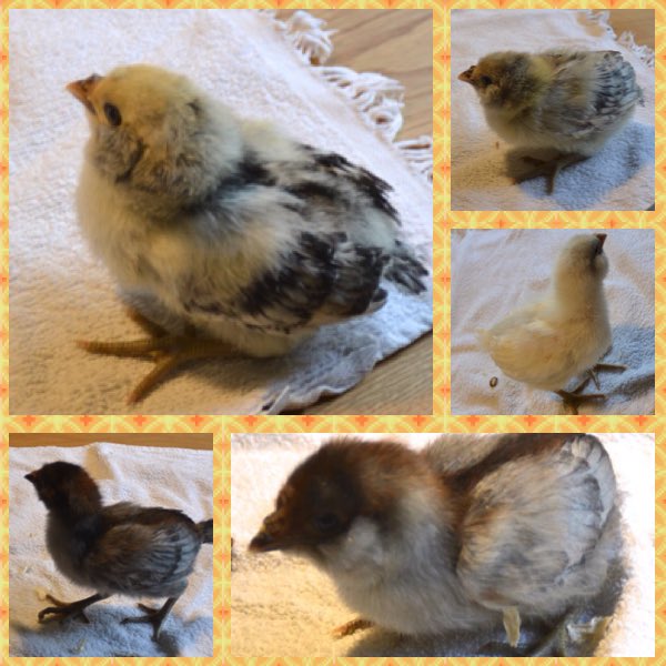 RRolinka's tweet photo. image #MoorkopProject Bijzondere kleuren verschijnen uit de kruisingen! Een herinnering aan de voorouders en wat er ooit doorheen gekruisd is! π¬π@levenderfgoed @CGN_Wageningen https://t.co/8lPwtK4yoh
