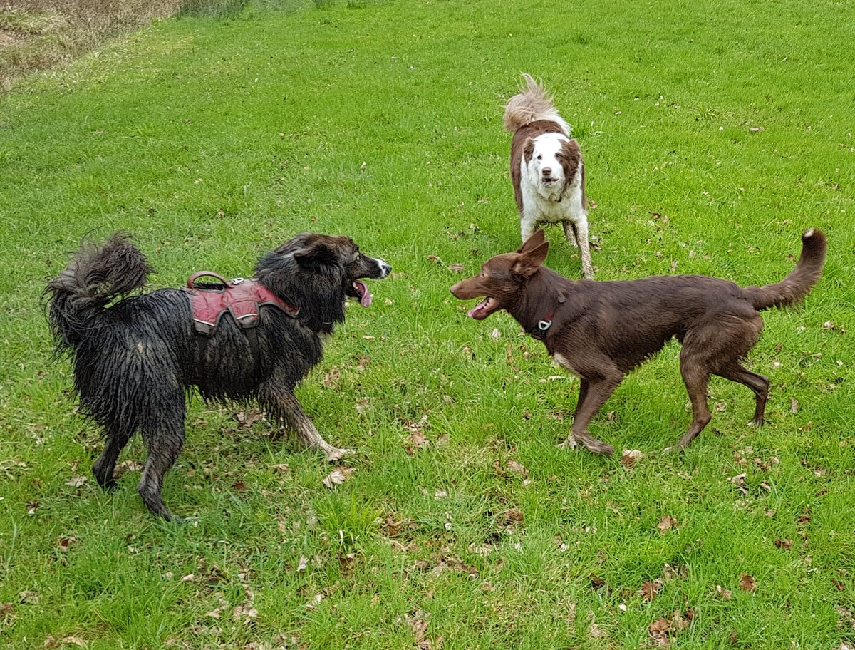 SearchDogKai's tweet photo. Me and my mates @WoofsWithWilson and @SearchDogRusty out with a short 2.5 hour walk today.  😊 https://t.co/9qtYiFvJmz