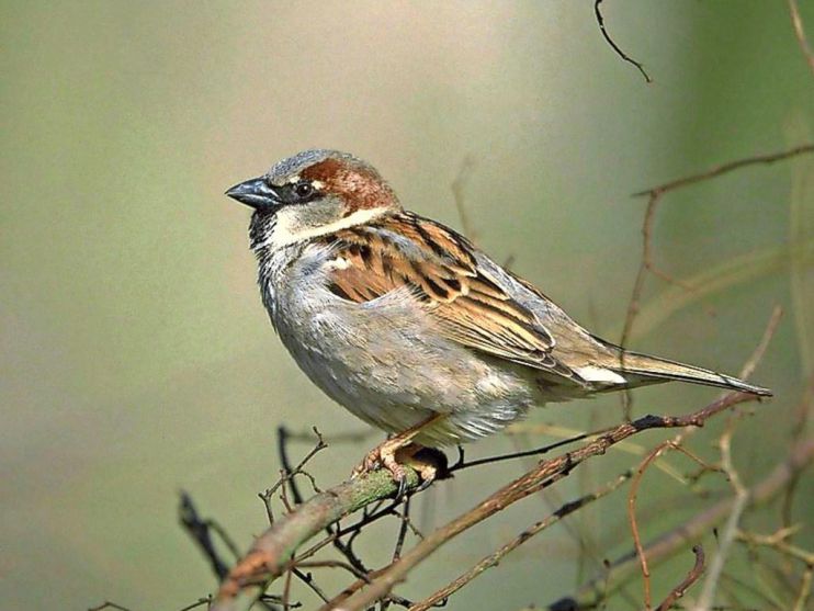 nhdagblad's tweet photo. Lezing Castricum: 10 jaar bescherming van stadsvogels https://t.co/2WF0wuz9Sy https://t.co/JcuH0VkeFg