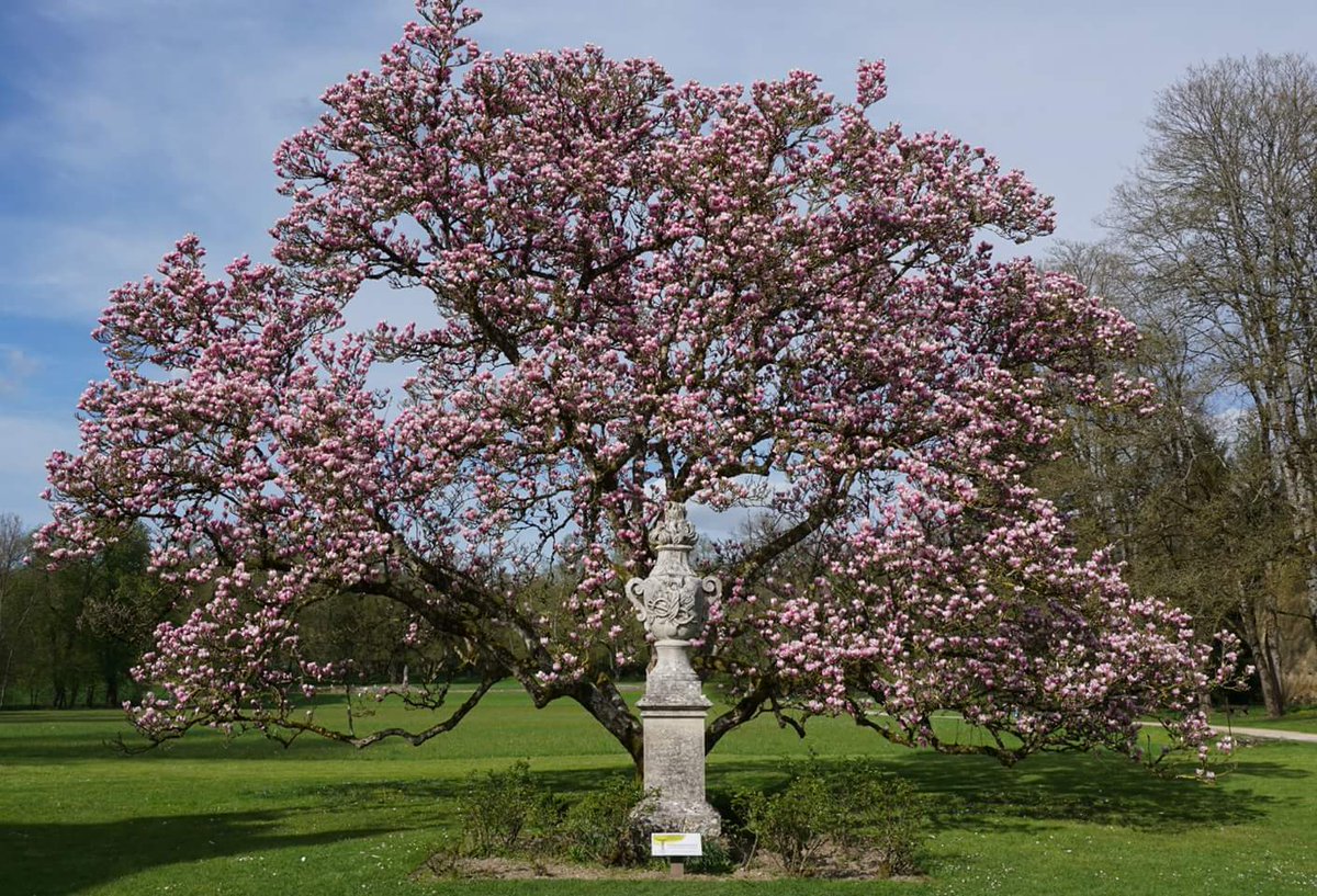 Vous étiez nombreux à venir admirer le #magnolia de l'abbaye de Trois-Fontaines ce week-end 😊 #arbreremarquabledefrance #saintdizier #marne #hautemarne #meuse #champagne #grandest #patrimoine