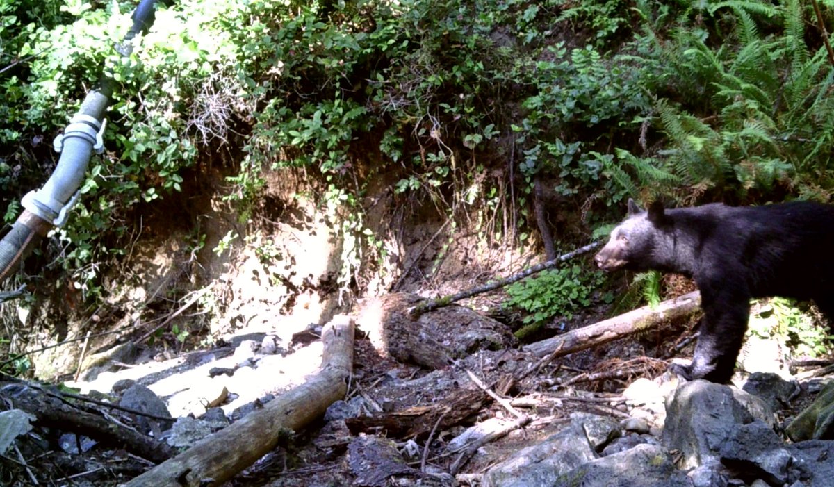 Black bear moving through Gorst Creek stream channel during stream restoration and landfill excavation at the Bremerton Landfill-Gorst Creek site near Port Orchard, WA. EPA photo, 2016.