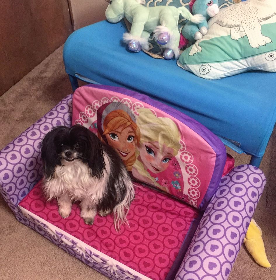 Silly_P_Lilly's tweet photo. Our little princess is 2 years old today! Happy Birthday, little Lilly <3
#birthdaydog #dogoftheday #puppylove #ilovemydog #dogsofinsta #dogstagram #doglover #petoftheday #lovedogs #lovepuppies #mondaymotivation #happyMonday #MotivationalMonday #MindfulMonday #underbiteunite https://t.co/EpjdZDBnyw