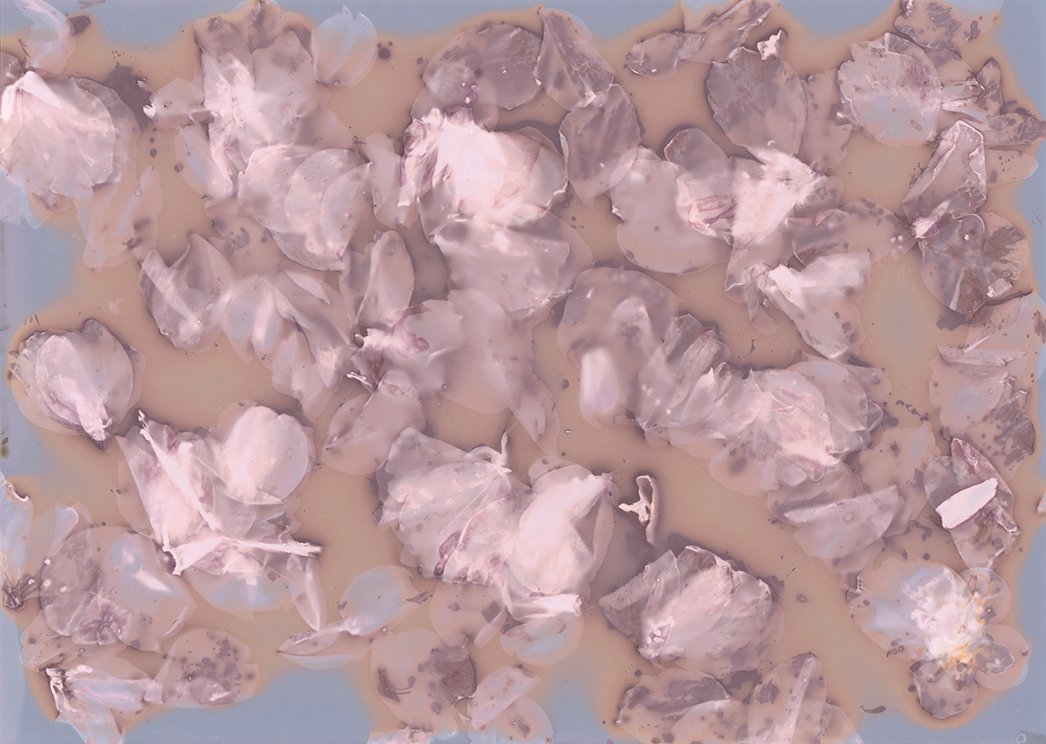 aformermagpie's tweet photo. Winter lingered so long that the blossom had already fallen by the time it retreated.  #lumenprint #blossom #oldpaper #spring https://t.co/SkiyxMTXN5