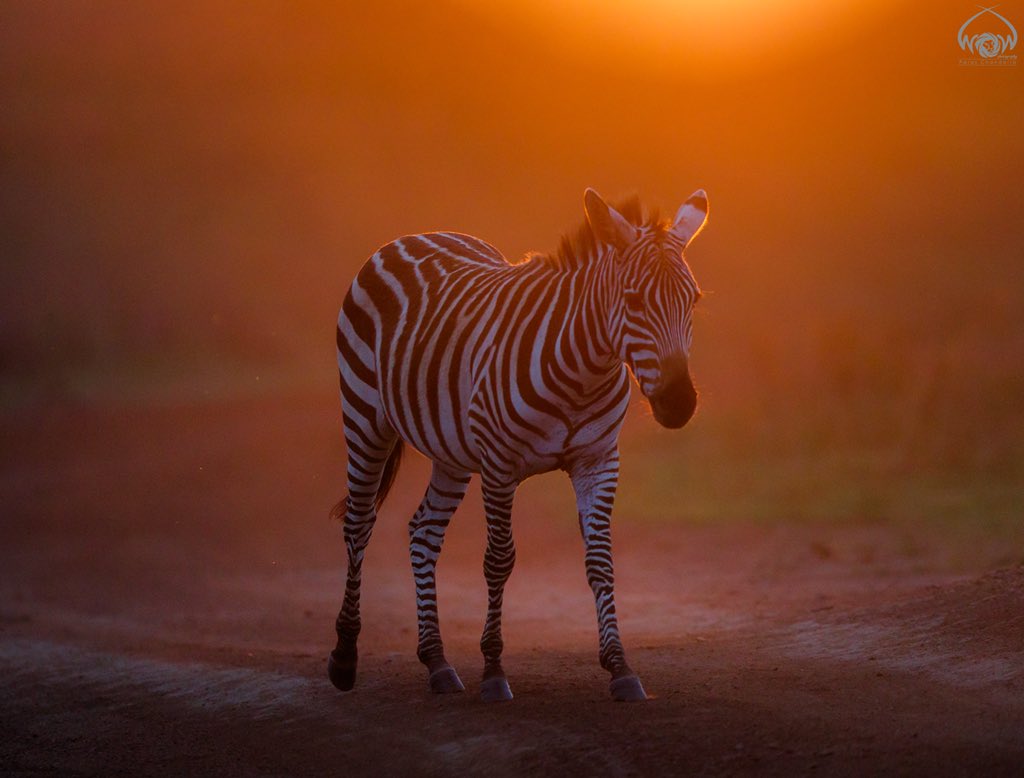 ParasChandaria's tweet photo. The Magical Zebra
Nairobi National Park, Kenya
#worldofthewild #wow #kenya #magicalkenya #whyilovekenya #nairobi #inmybackyard #nairobinationalpark #magic #love #africageo #wild #wildlife #portrait #Zebra #reroutesgr #savennp #plainszebra #morning #sunrise #colorful https://t.co/O7gccLevLe