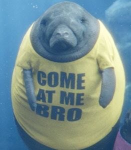 RajTayalMD's tweet image. Join us for a Faceoff on Alternative access #PercAx vs #transcaval #SCAI2018 #TAVR2.0 #nocontest