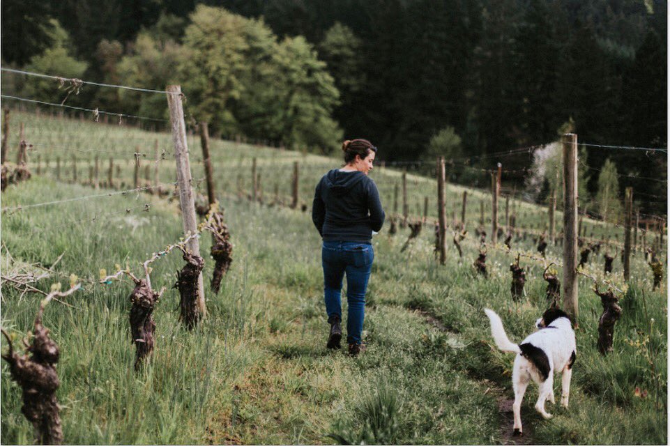 chehalemwines's tweet photo. Do you know Chehalem Winery is LIVE certified? LIVE Wines are independently certified to meet strict international standards for environmentally and socially responsible winegrowing and winemaking in the Pacific Northwest. Happy Earth Month! 🌎 #earthmonth #sustainability #impact https://t.co/pQSBUlRaSt