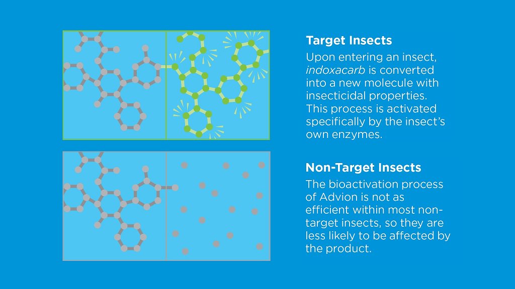 SyngentaPest's tweet image. Advion Evolution and Advion Cockroach are formulated for targeted control. ow.ly/IMRD30jjR77 #CockroachSolutions