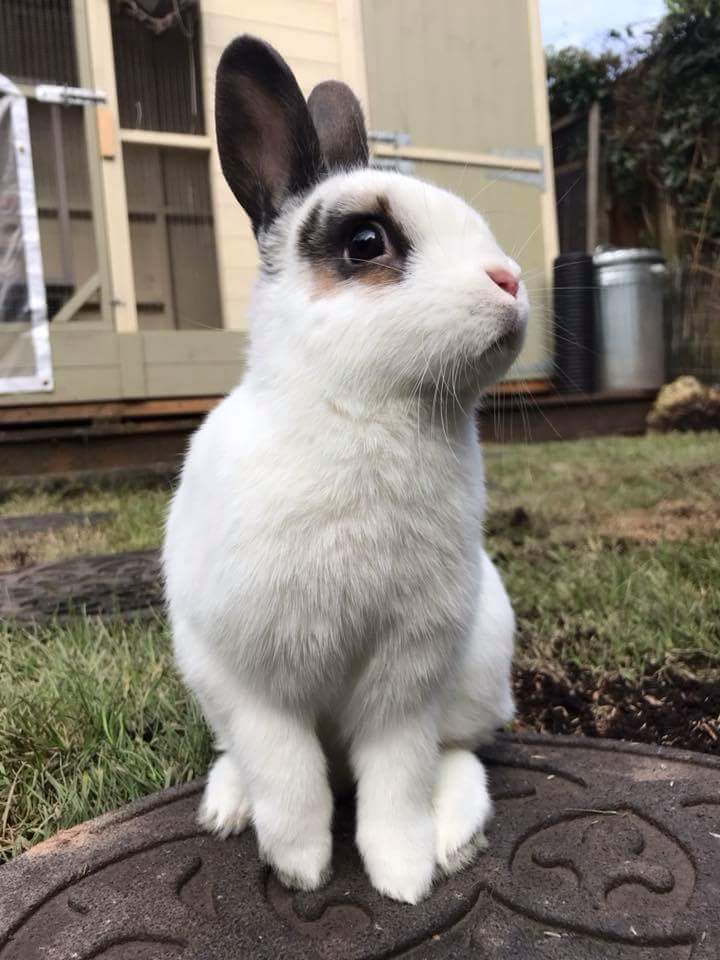 LittlestLives's tweet photo. Any lovely Bristol families out there that have space in their homes and hearts for some foster bunnies? 🐰🌼 https://t.co/3gvLeoCpox