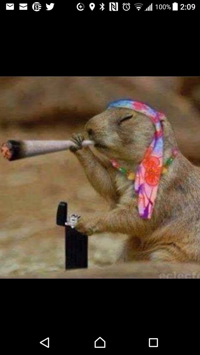 RodsRealReviews's tweet photo. This year's  Groundhog that predicted Spring see what happens when we legalize... https://t.co/c0ld4FiX4r