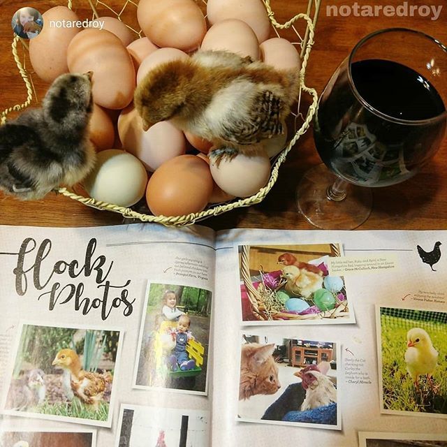 HealthyChickens's tweet photo. Via @notaredroy..."When we pick up a #backyardpoultrymagazine, we like to scan it for friends, then read the good content." #backyardpoultrymag #drinkingwithchickens #babychicken #babychickens #babychicks #cooplife #instachicken #chickensofig #chickensof… https://t.co/wOaQpPcdxq https://t.co/CT30BTsKOV