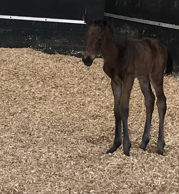 CarmelStud_'s tweet photo. Proud to present our early morning arrival a gorgeous filly by Kodiax X Ballymore Celebre. She is as full of character as she is beautiful! @HoStud #kodiac #classicallybeautiful https://t.co/UmSVRXIM5t