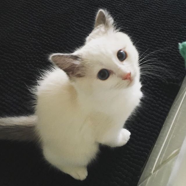 JulietKacey's tweet photo. ### ragdoll kittens available for adoption #### https://t.co/JzKBzWpAtw