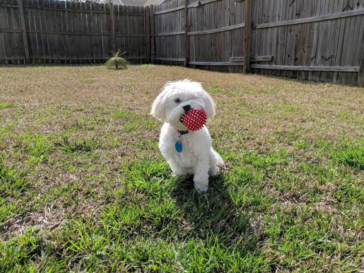janieLiz57's tweet photo. Just finished ep 102 of #thebigboocast and I think @boomama and @BigMama NEED to get a Maltese. I mean LOOK AT HER #charlottespivey https://t.co/SgOekXwz2L