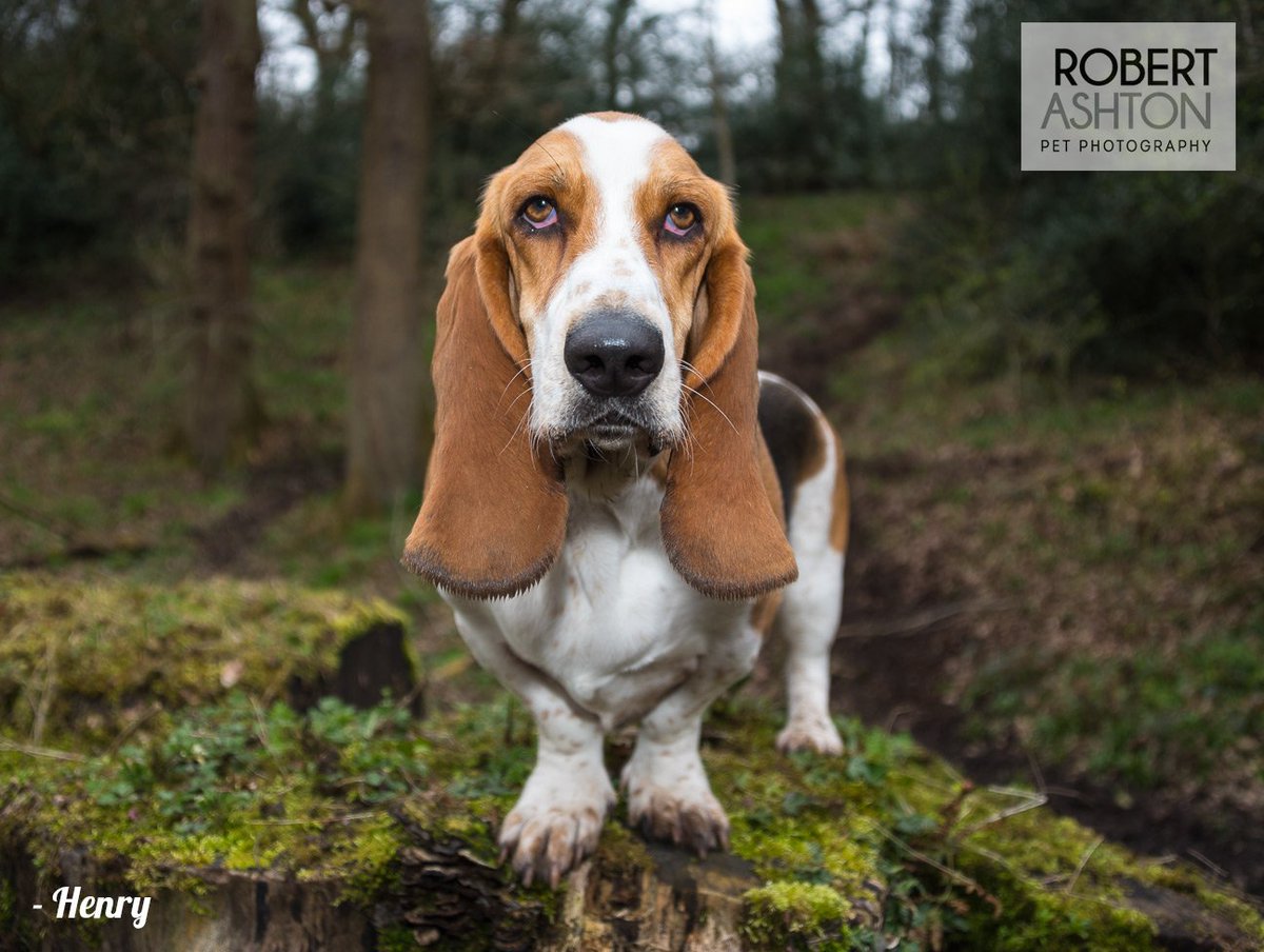 RobAshtonPhoto's tweet photo. Happy Henry! #capturingtheircharacter #lovedogs #manchester #pets  #petphotography #Dog #bassethound https://t.co/qFaTFRhCw5
