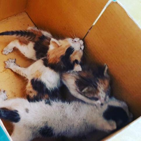 HWOAnimalRescue's tweet photo. Rescued kittens adopted by loving family through social media !
we have more abandoned kittens waiting for forever homes.
RT & spread the word for #adoption
#SaveKitten #KittenRescue #Cat https://t.co/Ok4r1QSKrk