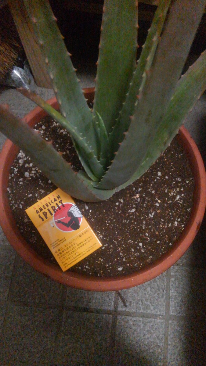 円香 على تويتر 一年で根っこが育ち過ぎて根腐れ させちゃったから 今年は鉢をデカくしようと思ったら目測を誤ってでか過ぎた 鉢に合わせるレベルででかくなれー アロエベラグドン化計画は順調です キダチアロエも欲しいなぁ あー植物っていいな