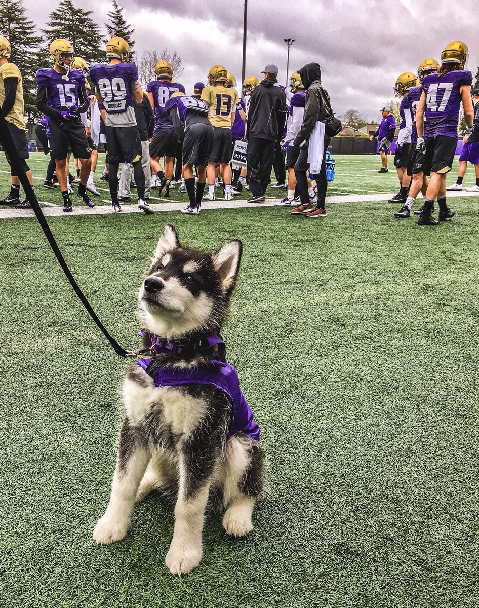 They told me I couldn’t chase my friends on the field today.

Maybe next time! 🐾🏈