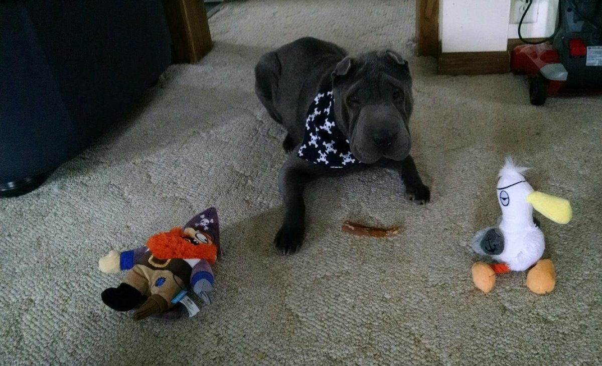amanda_weed's tweet photo. Ahoy mateys!I Indigo loves her #BarkBoxDay Arrrrrr....f! https://t.co/S4imD3PVC3