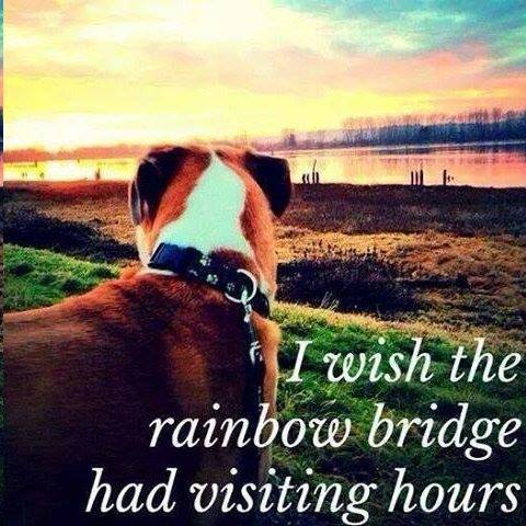 I wish the rainbow bridge had visiting hours--you too?

#rainbowbridge #belovedpets #PetstoRemember #dogsarefamily #DogLovers