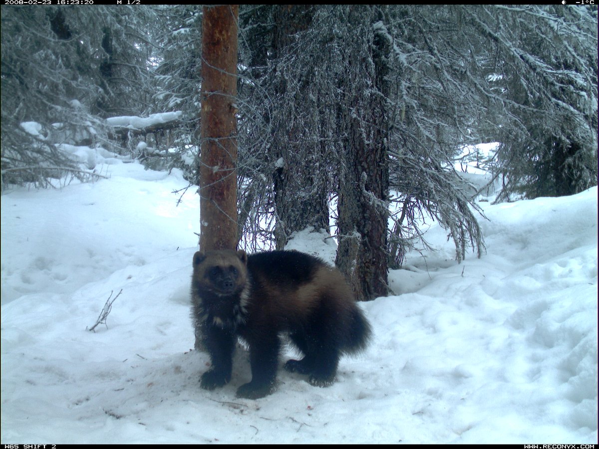 JasonTFisherLab's tweet photo. Wolverine Woes:
Illustration of how a good but small survey gets incorrectly blown up into regional densities, and hence a wrong story.
Study area was less than a single #wolverine home range (200-1000 km2)!
#science #stats #samplingdesign
https://t.co/brN9EMIbmo https://t.co/IrDs1HWpEf