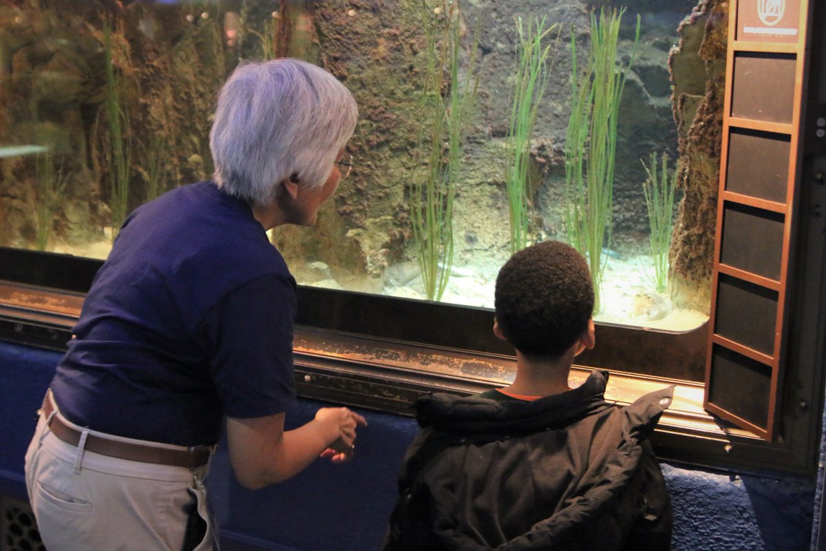 SheddLearning's tweet photo. In her 14 years of volunteer service, Eva has given more than 4,600 hours to Shedd as an exhibit interpreter, a Science Tech Trek facilitator, a #SheddROV builder and so much more. Thank you, Eva! #SheddGEVols #NationalVolunteerWeek https://t.co/xQqdbPzH6d