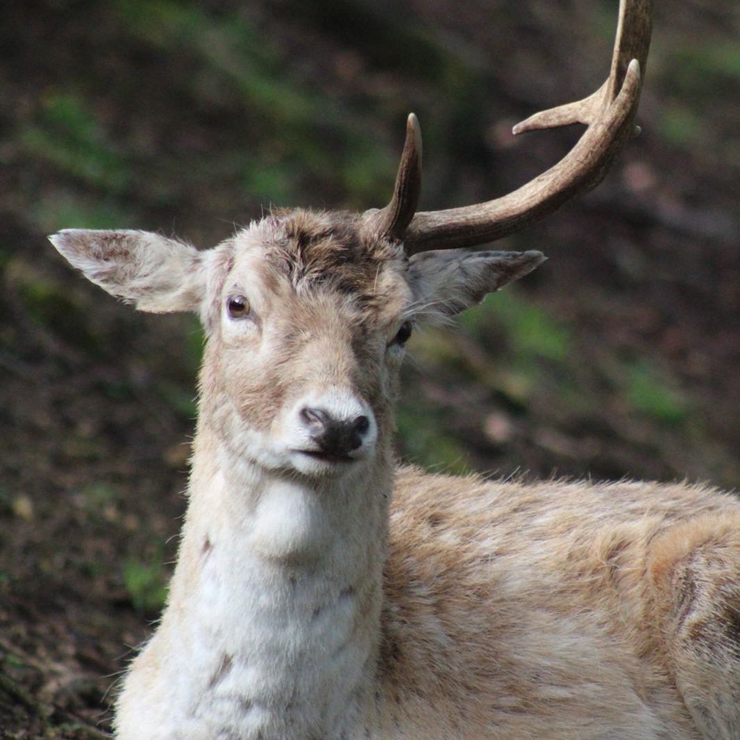 NTDyrhamPark's tweet photo. Notice anything awry? Losing antlers is a perfectly natural process that happens each year but this chap must feel a bit wonky til the other one drops off... #antlerdrop #deer #cycleofnature https://t.co/SOM2KFCJoR