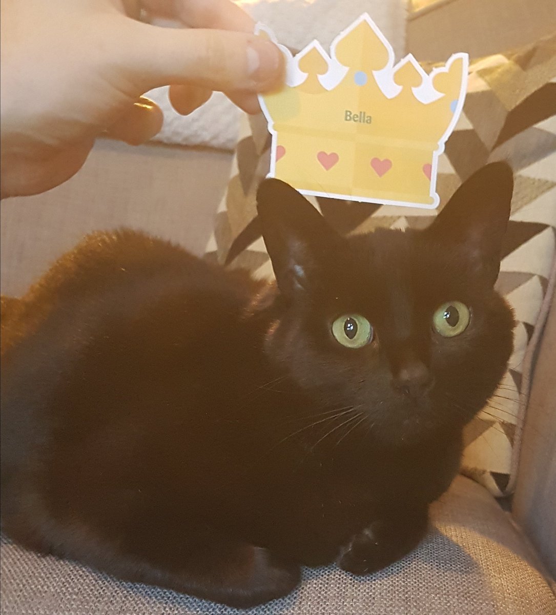 blackcat_bella's tweet photo. Like all great cats I deserve to wear a crown with my name on so my servants don't forget their place #vipcrown https://t.co/bdI0C3hLNs