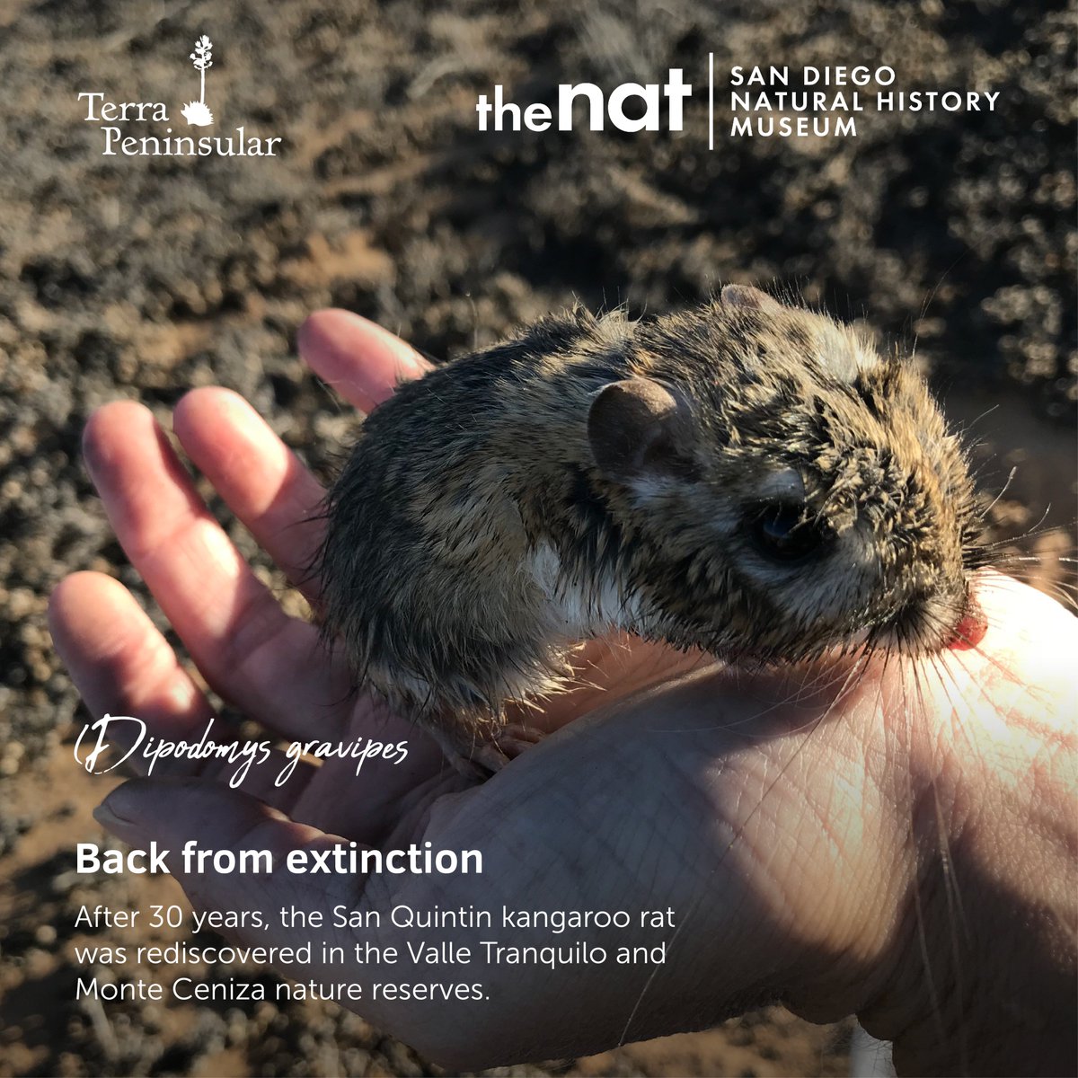 SDNHM's tweet image. Just announced! The @SDNHM, in collaboration with @TerraPeninsular, has rediscovered the San Quintín kangaroo rat (Dipodomys gravipes). Read more: bit.ly/2HDQkXf. [PRESS RELEASE] #BackfromExtinction #TheNat #TerraPeninsular