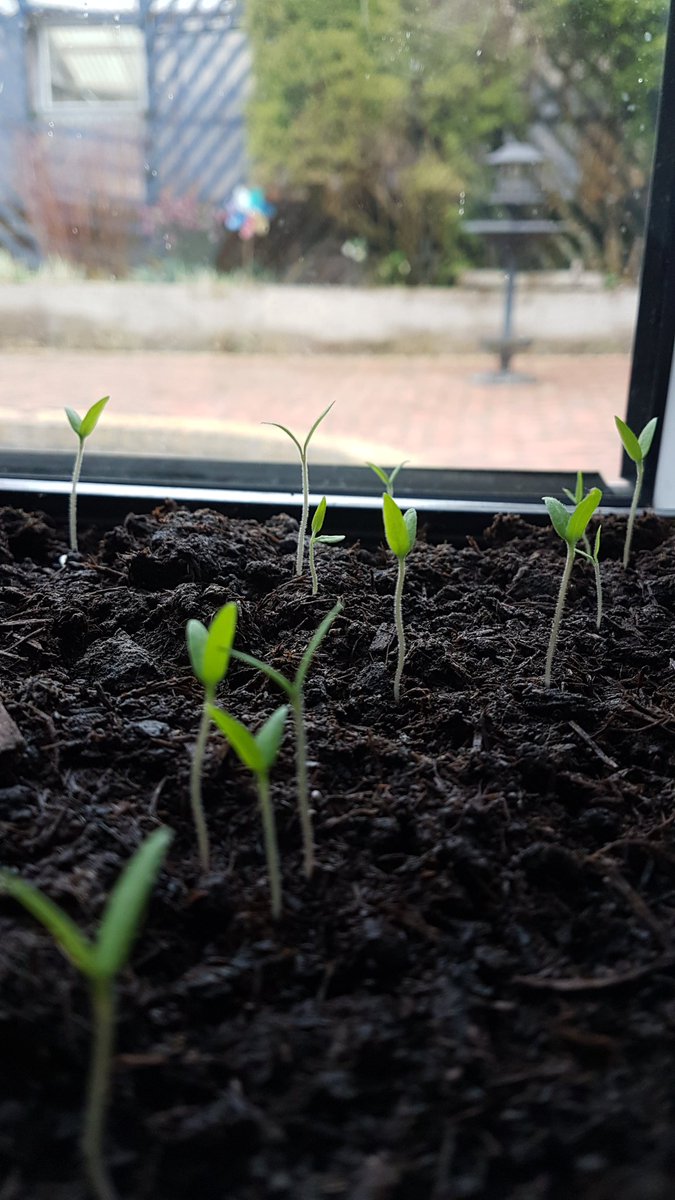 ForkingClueless's tweet photo. Grow little one's #Tomatoes 🍎🍎 https://t.co/gHu2kTlE1w