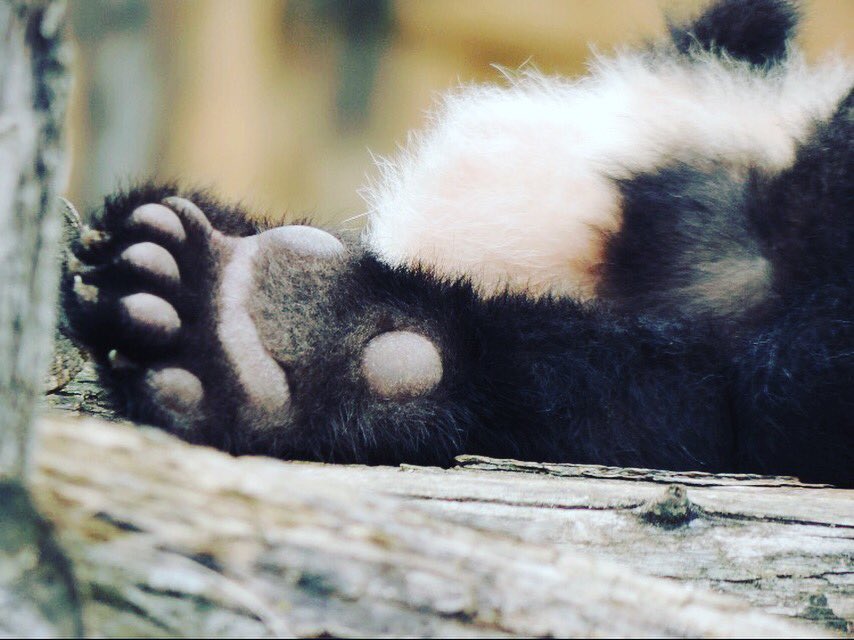 BaptistePhotos's tweet photo. Une sieste au @zoobeauval. Le petit panda prend son temps. #panda #zoo #beauval https://t.co/r63DsrkH6p