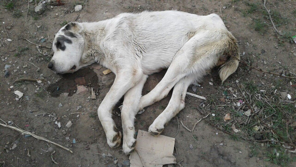 RussiaAnimals's tweet photo. Россияне НАСИЛОВАЛИ собаку и морили голодом: https://t.co/NWnBRPRwEy #астрахань #россия #животныероссии #россия #russia #animals #dog #алабай #собаки #путин #новости #стабильность https://t.co/wYVkzFR6vN