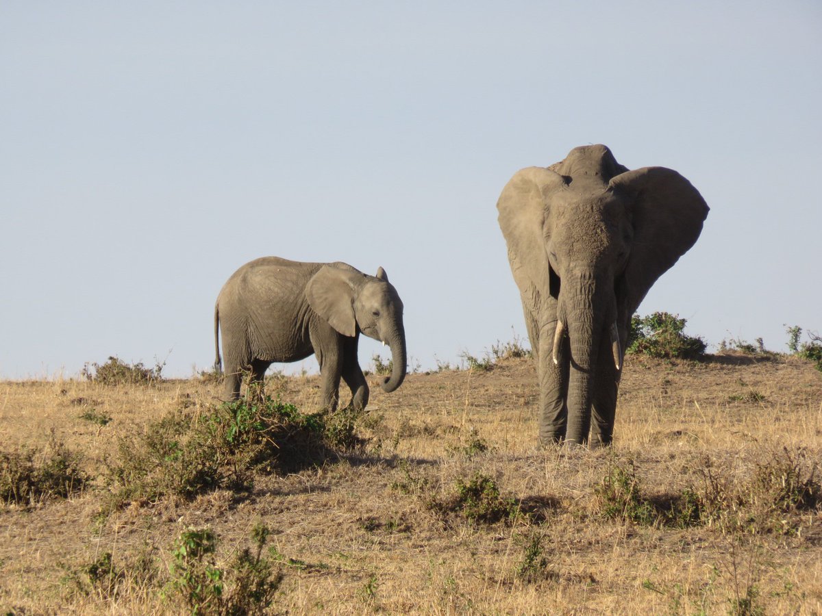 oliviacw15's tweet photo. On #SaveTheElephantDay, no.100 of #230papers is just one of the ever-increasing examples of the negative impacts of human-wildlife conflict on #African #Elephant populations 🐘 (2018) https://t.co/fAS5FwU1jH #OpenAccess #BanTrophyHunting https://t.co/TuhvN37Aru