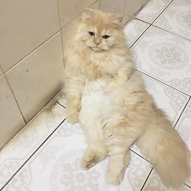 meepothecat's tweet photo. Moanday mood 😩
.
.
.
.
​#meepocat #cat #cats #catsofinstagram #catstagram #cute #kitten #topcatphoto #adorable #catlover #bestmeow #gato #meow #fluffy #instacat #petsagram #kawaii #catoftheday #ilovemycat #catlovers #we_love_cats #igcutest_animals #猫… https://t.co/zUWRIJ8jBb https://t.co/TlLkRiRmK7